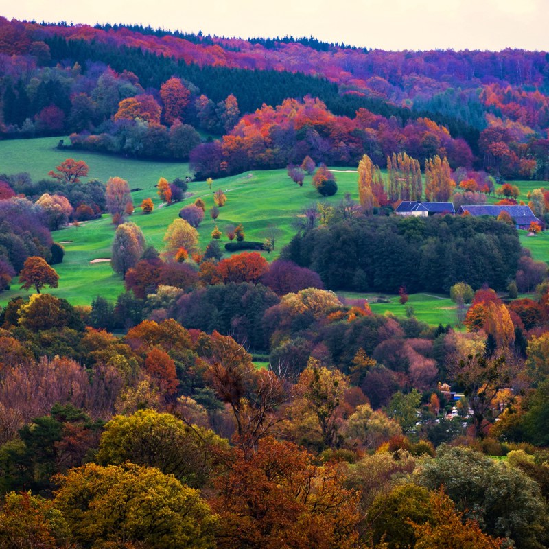 Een panorama over het Vijlenerbos in de herfst met hoge contrastkleuren