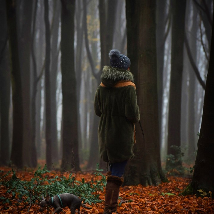 Bomen in een bos met herfstbladeren en wandelaarster met hondje