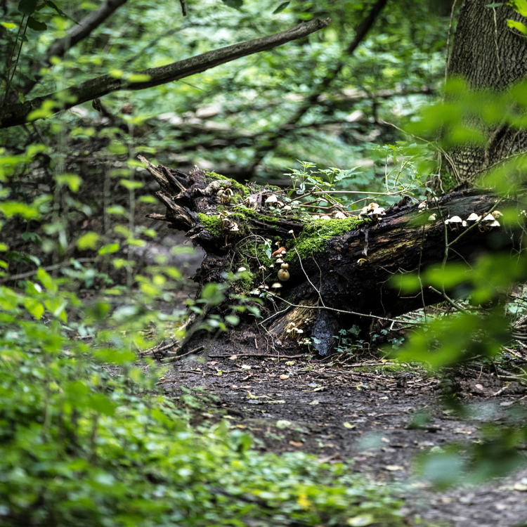 Paddestoelen die aan een tak in het bos groeien 