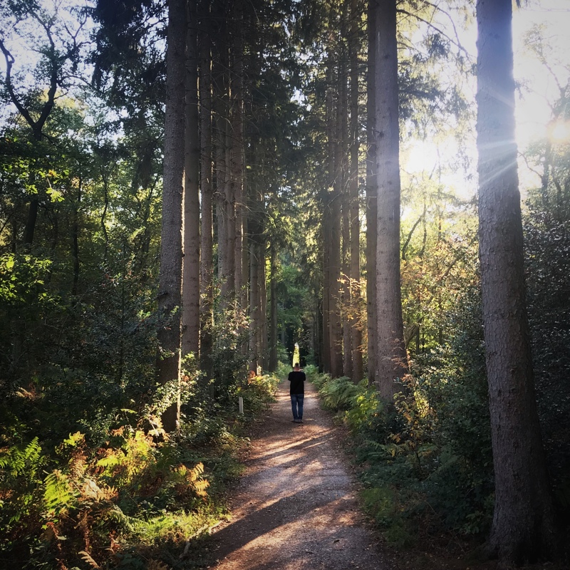 Een man wandelt op een zomerse dag over een wandelpaadje met bomenlaan in het Vijlenerbos