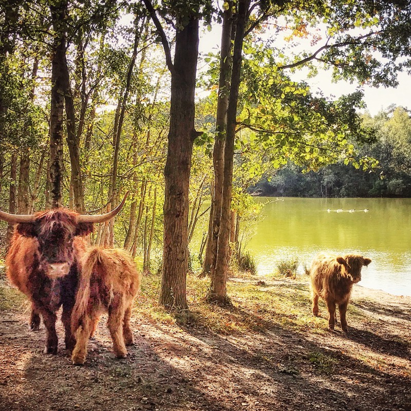 Drie Schotse Hooglanders bij een meertje in de Schinveldse Bossen