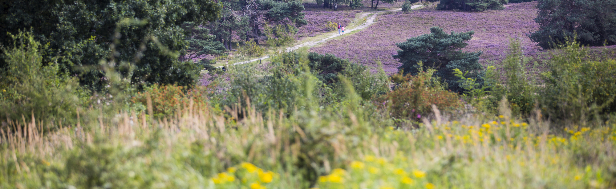 Een natuurgebied met paarse heide en een biodiversiteit aan bloemen op de voorgrond