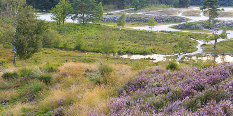 Een vergezicht over de paarse heide en groene graslanden van de Brunssummerheide