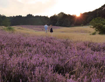 Een koppel houdt handjes vast temidden van een paarse heide tijdens zonsondergang