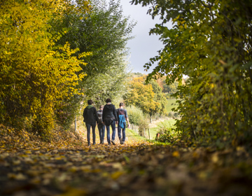 Jongens lopen door de bossen over de herfstbladeren