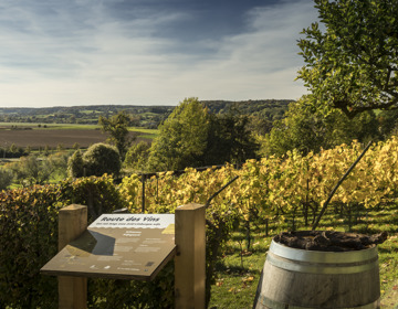 Een wijnbord van Route des Vins met uitzicht over de gele wijnranken in de herfst en de heuvels