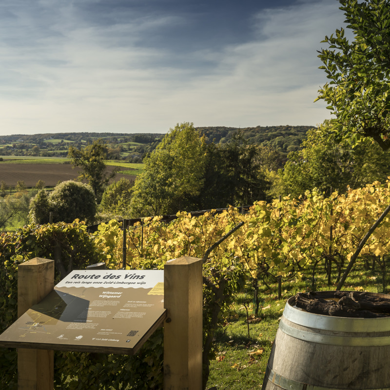 Een wijnbord van Route des Vins met uitzicht over de gele wijnranken in de herfst en de heuvels