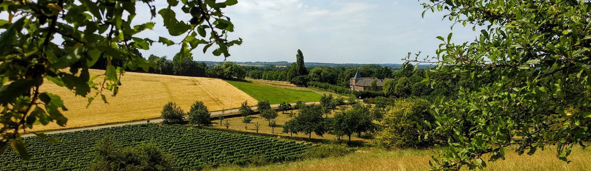 Doorkijkje over de wijngaarden van Landgoed Overst in Voerendaal