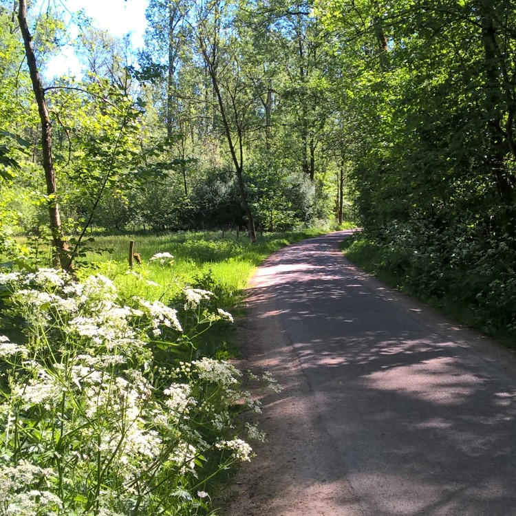 Een verhard wandelpad door het Ijzerenbos in Susteren