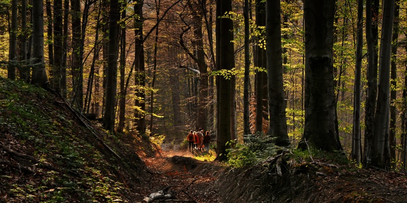 Een groep mensen loopt over het bospad in het Limbrichterbos