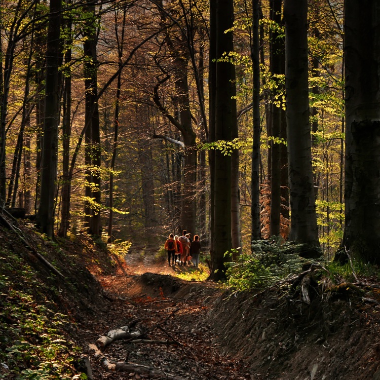 Een groep mensen loopt over het bospad in het Limbrichterbos