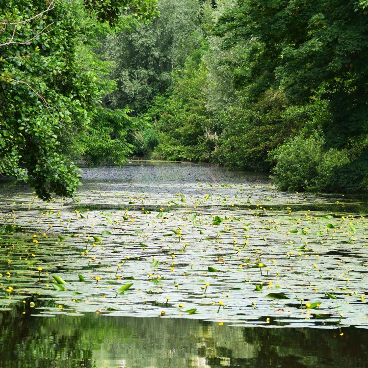 Een vijver vol met lelies omringd met bomen