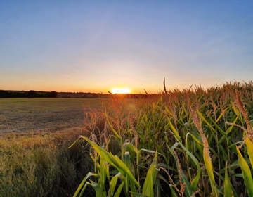 Maïsveld Met ondergaande Zon In Vlengendaal