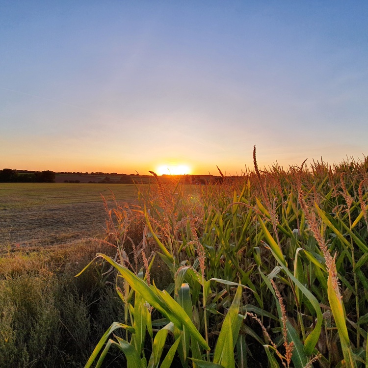 Maïsveld Met ondergaande Zon In Vlengendaal