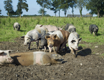 Groep varkens loopt en rolt door de modder