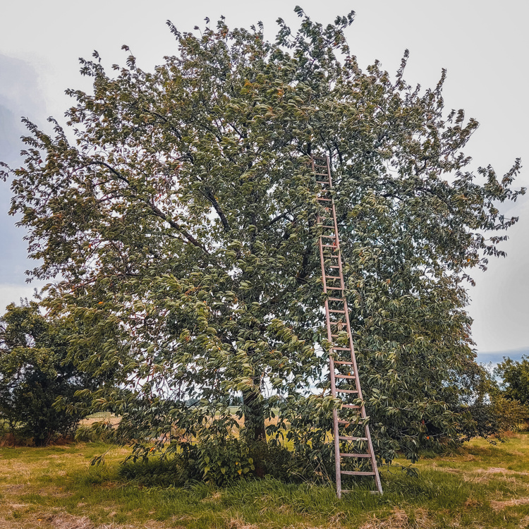 Hoogstamfruitboom in een weide met een ladder tegen de boom