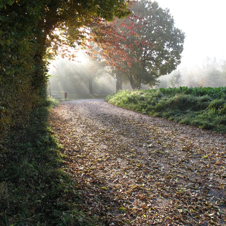 De zon schijnt op een wandelpad vol met herfstbladeren