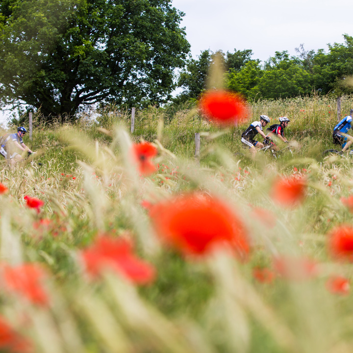 Mountainbikers in een veld vol klaprozen