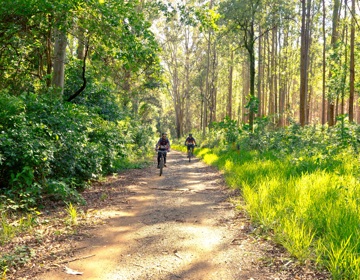 Twee mountainbikers fietsen over een bospad omgeven met groen gras en hoge bomen