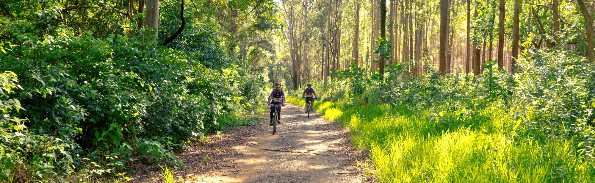 Twee mountainbikers fietsen over een bospad omgeven met groen gras en hoge bomen