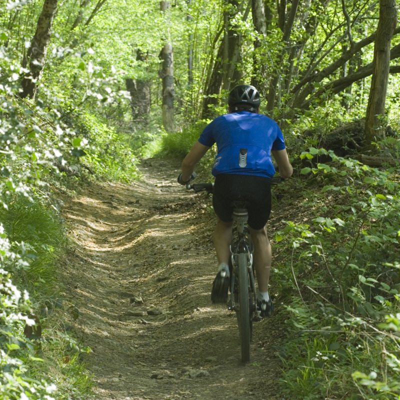 Een mountainbiker met een blauw t-shirt fiets over een bospad met groene natuur om hem heen