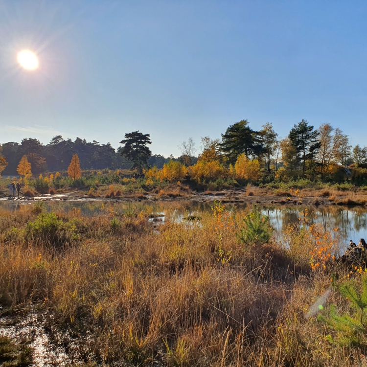 De natuur op de Brunssummerheide in een oranje herfstkleurtje