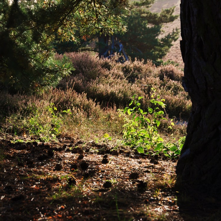 Een natuurfoto van een boom en planten op de heide