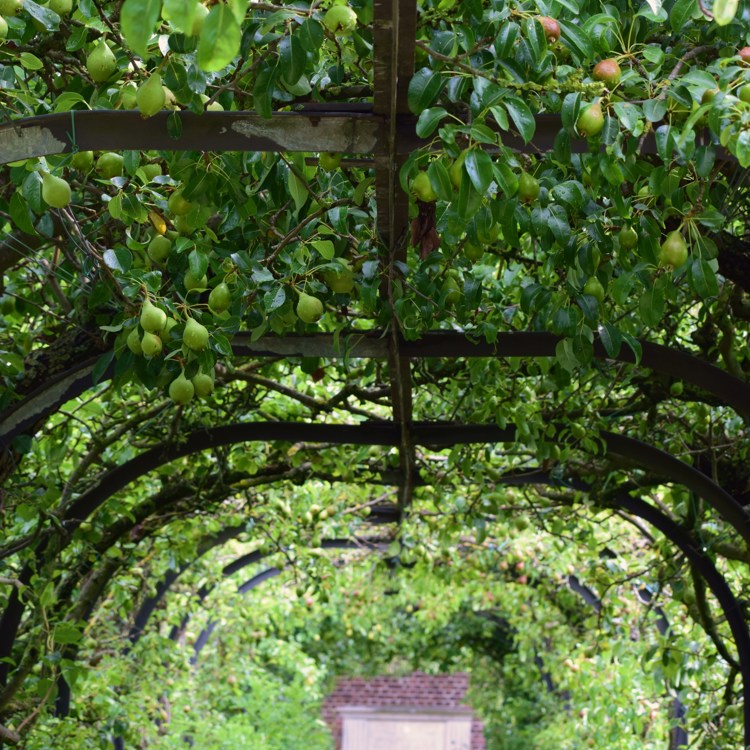Een doorgang volgroeid met perenstruiken in de geheime tuinen in Sittard