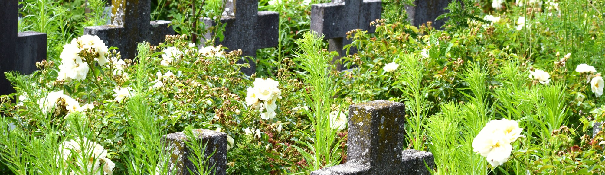 Oud kerkhof met stenen en overwoekerde kruizen bij de Geheime Tuinen in Sittard