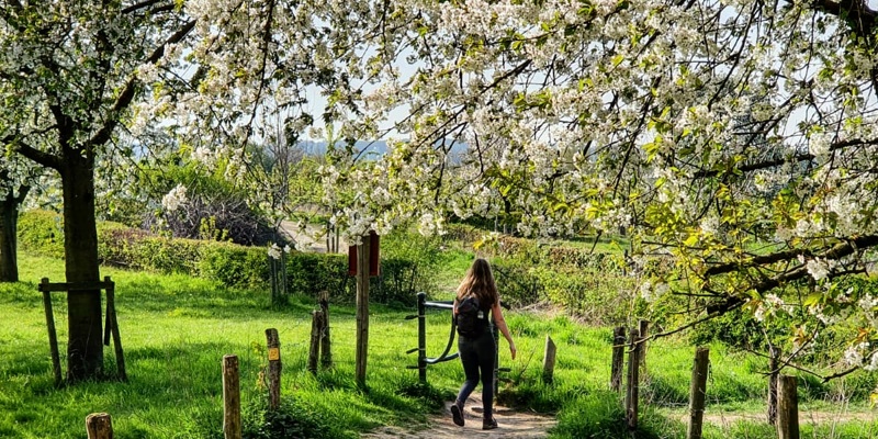 Vrouw wandelt onder de bloesembomen door