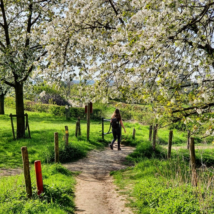 Vrouw wandelt onder de bloesembomen door