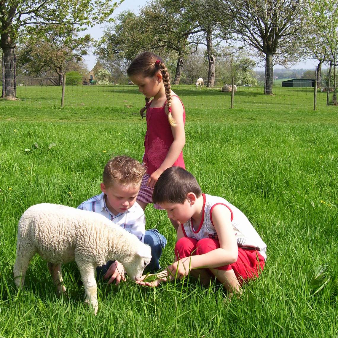 Kinderen voeren gras aan een lammetje in de wei