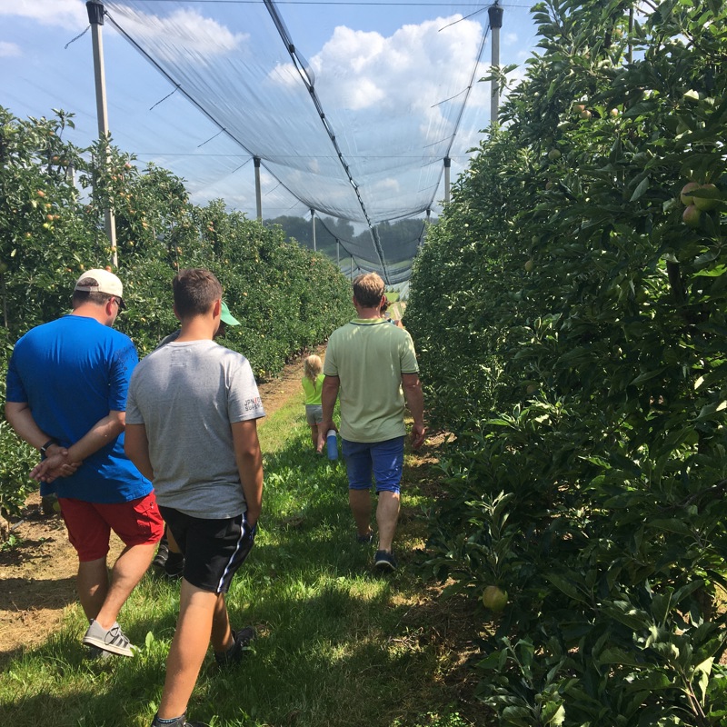 Mensen wandelen tussen de appelbomen tijdens rondleiding. 