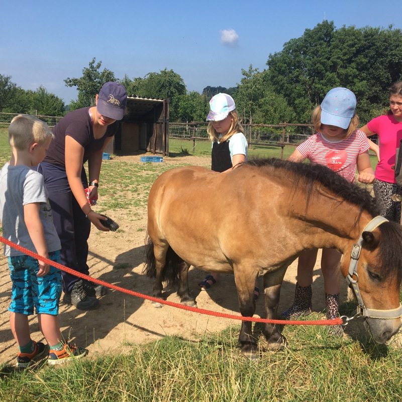 Kinderen zijn pony aan het borstelen. 