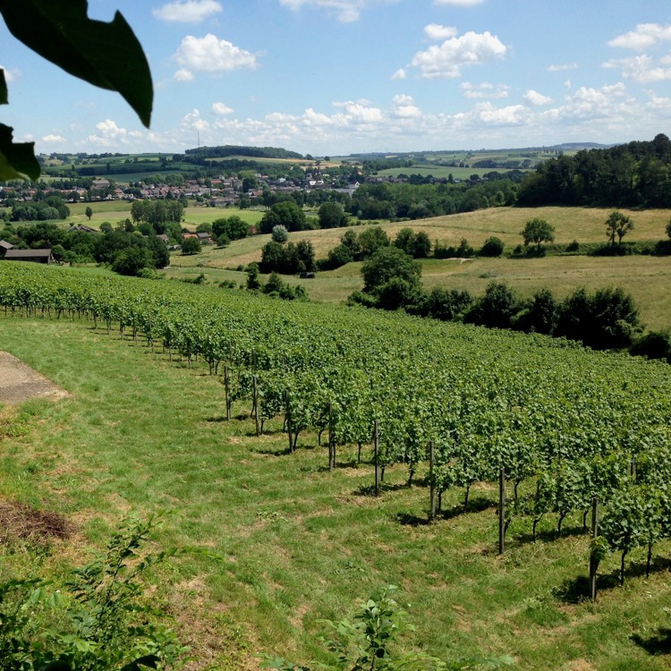 Panorama over wijngaard Stokhem vanuit de lucht