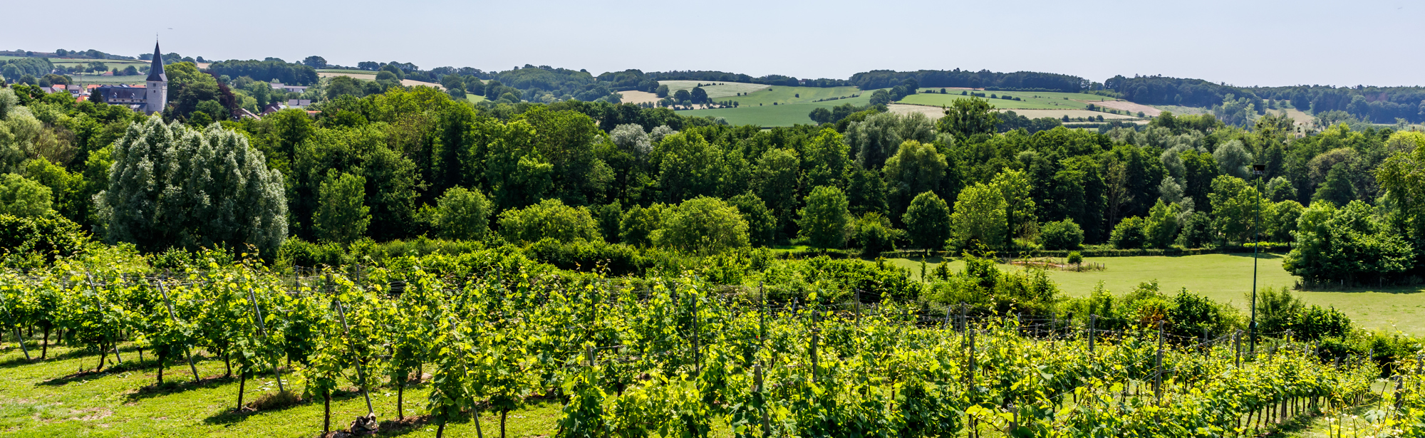 Uitzicht over wijngaard het Mheerelindje en de heuvels rondom Noorbeek