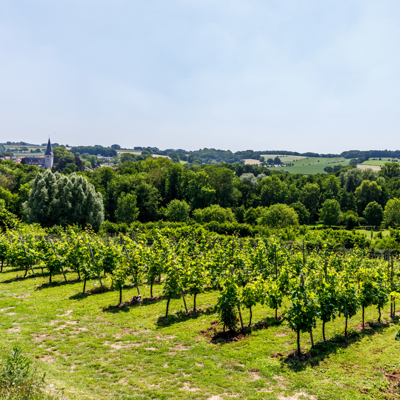 Uitzicht over wijngaard het Mheerelindje en de heuvels rondom Noorbeek