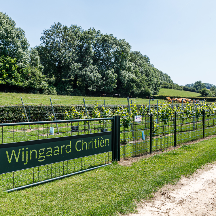 Een hekwerk met de naam Wijngaard Chritièn en daarachter de jonge aanplant