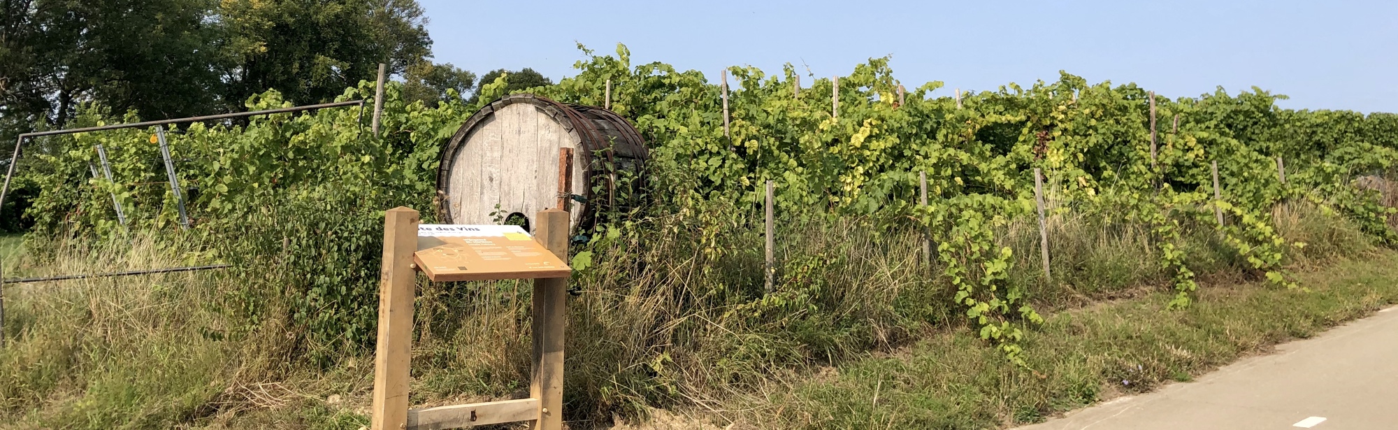 De volgroeide wijnranken van wijndomein St. Martinus aan de Kalkweg in Voerendaal met een wijnbord en wijnvat