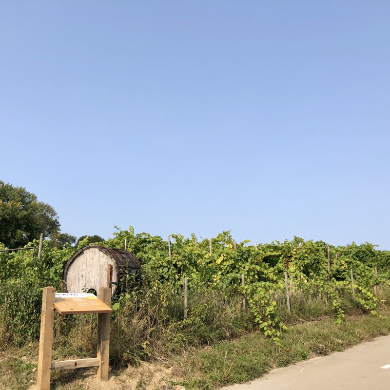 De volgroeide wijnranken van wijndomein St. Martinus aan de Kalkweg in Voerendaal met een wijnbord en wijnvat