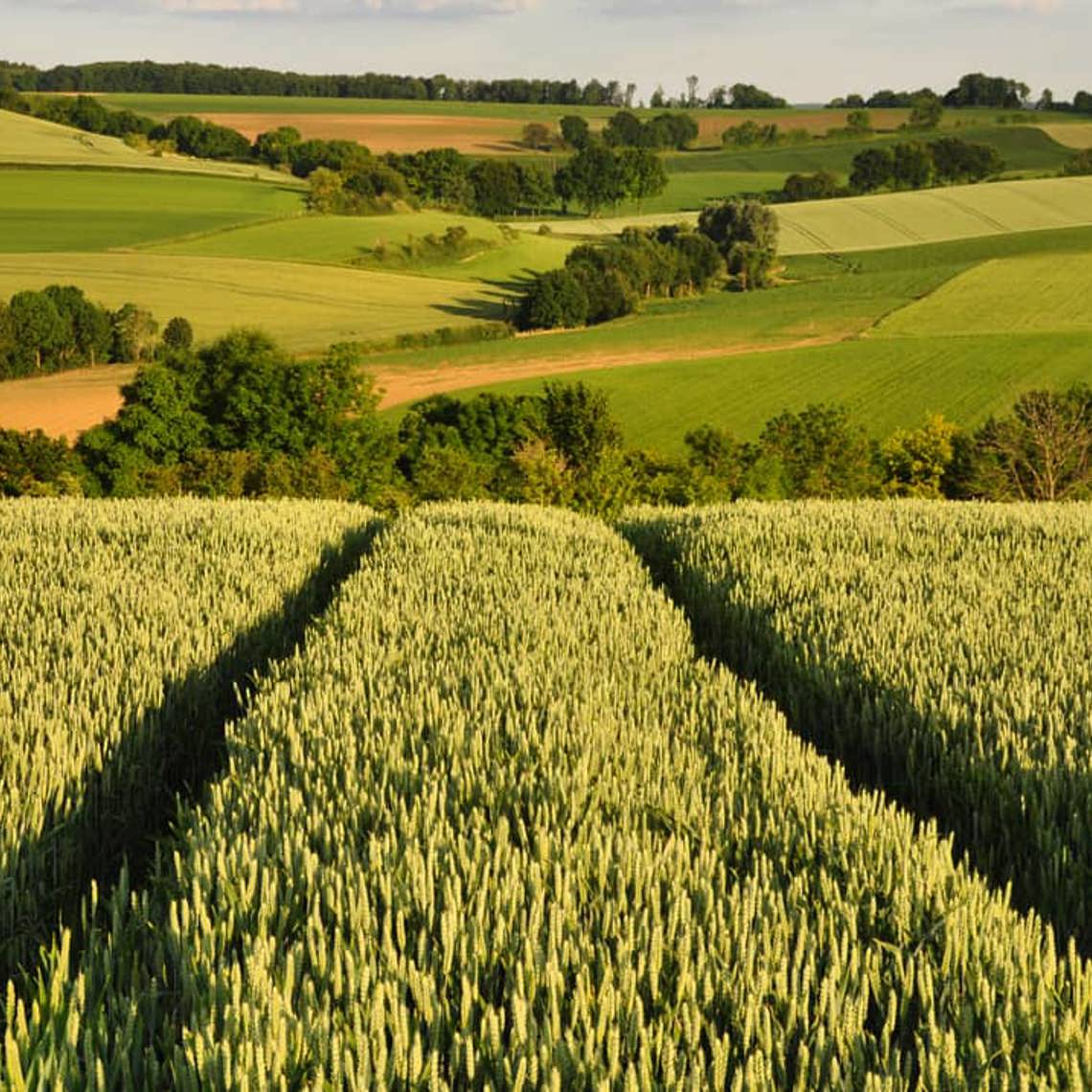 Uitzichten over een lappendeken aan heuvelachtige akkers en graanvelden bij het Land van Kalk in Ubachsberg