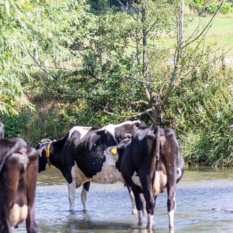 Koeien in het water met wandelaars op achtergrond