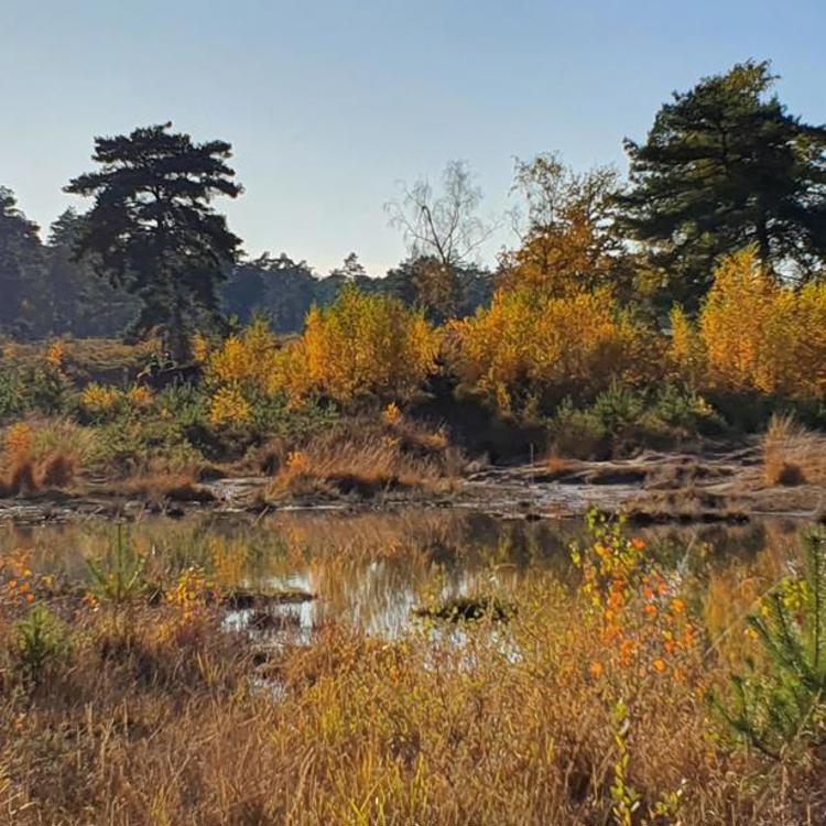 Traditioneel landschap in de Brunssummerheide in de herfst