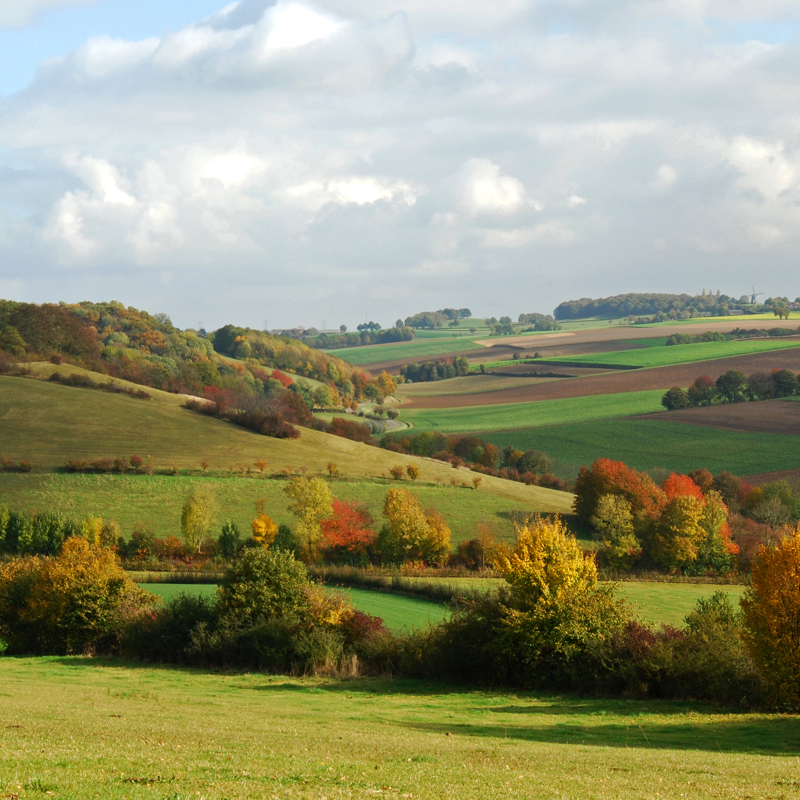 De herfstkleuren zijn terug te zien in de bomen in het Heuvelland