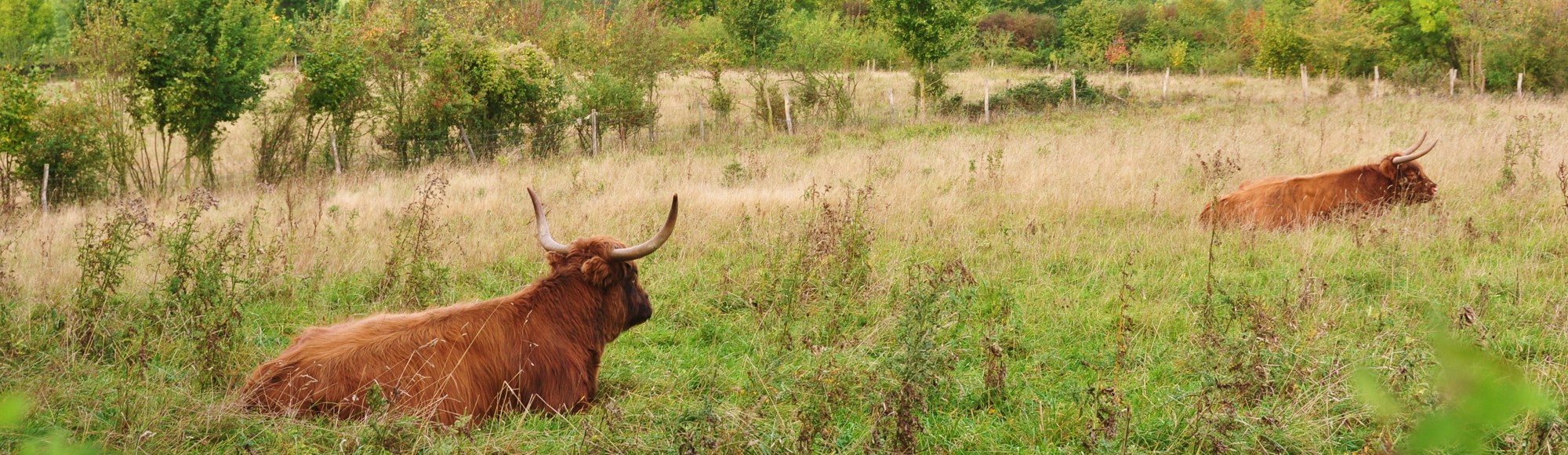 Uitzicht over heide met liggende Schotse hooglanders