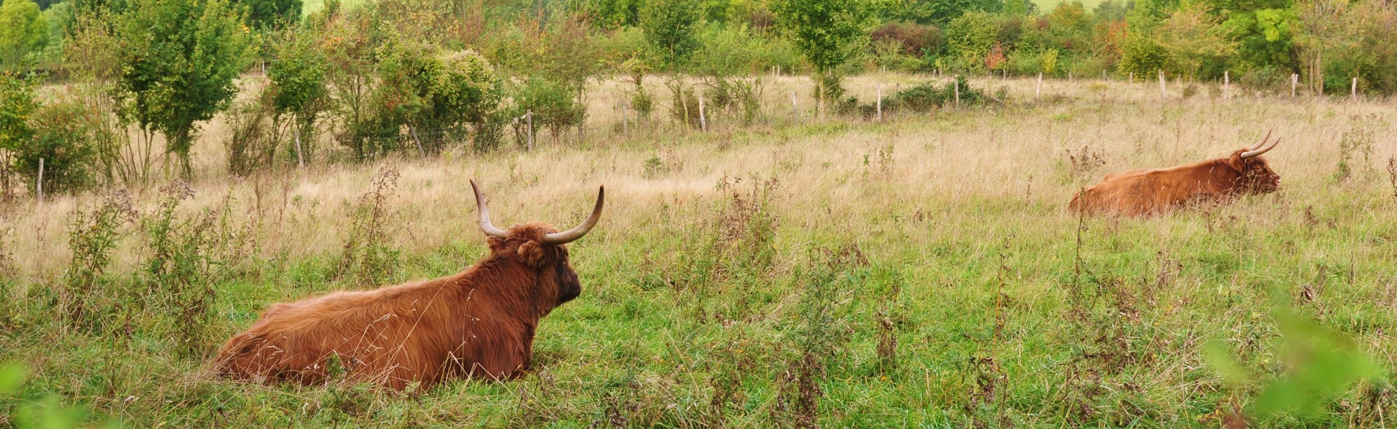 Uitzicht over heide met liggende Schotse hooglanders