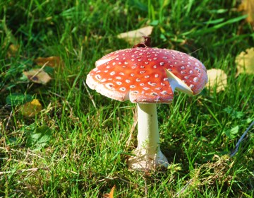Detailopname van een rode paddenstoel in het Danikerbos