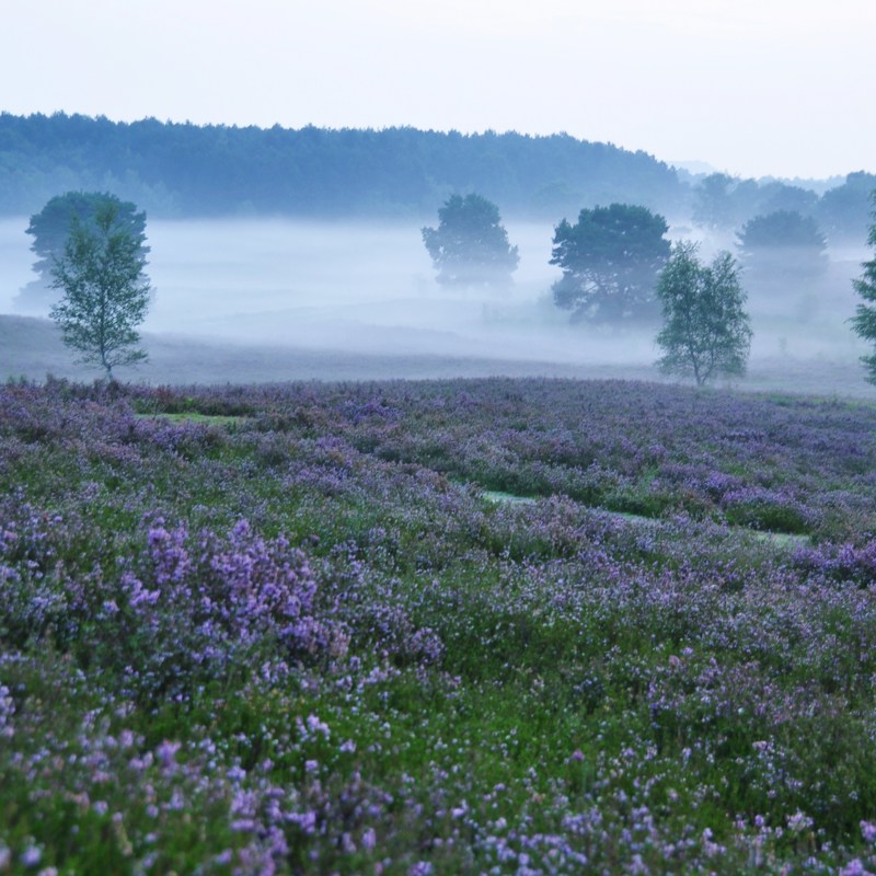 Mist over de bomen in de Brunssummerheide bij een paars bloemenveld