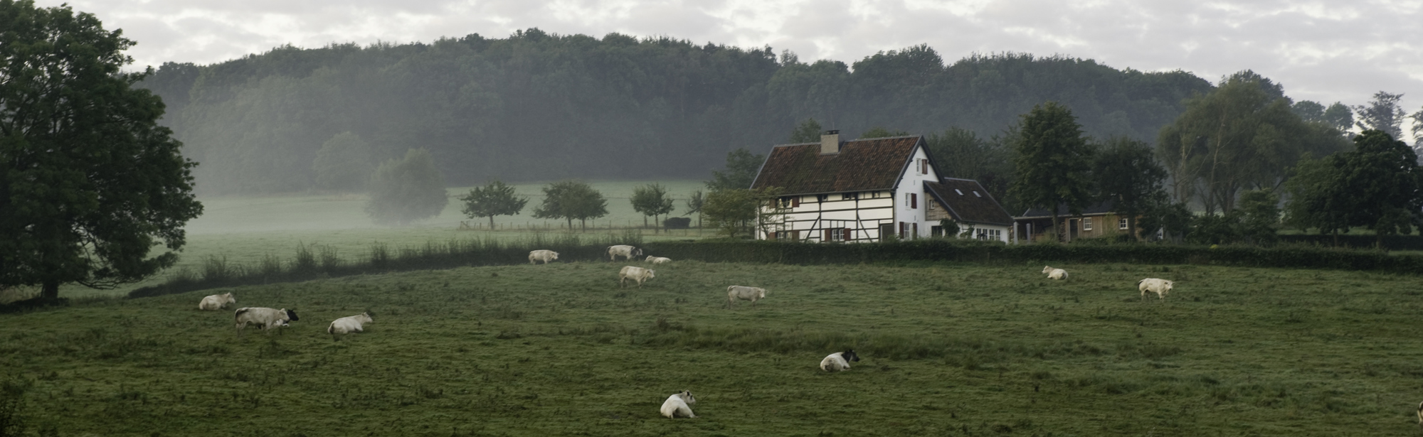 Een wei met koeien en een vakwerkhuisje in de herfst-winter