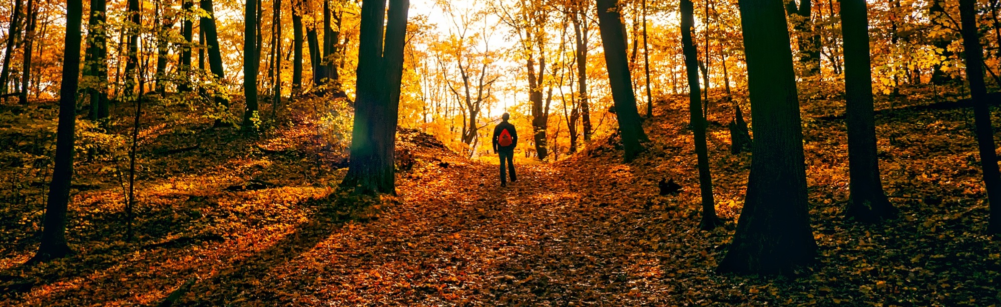 Een wandelaar in het bos met de zon die door door de prachtige herfstbomen schijnt 